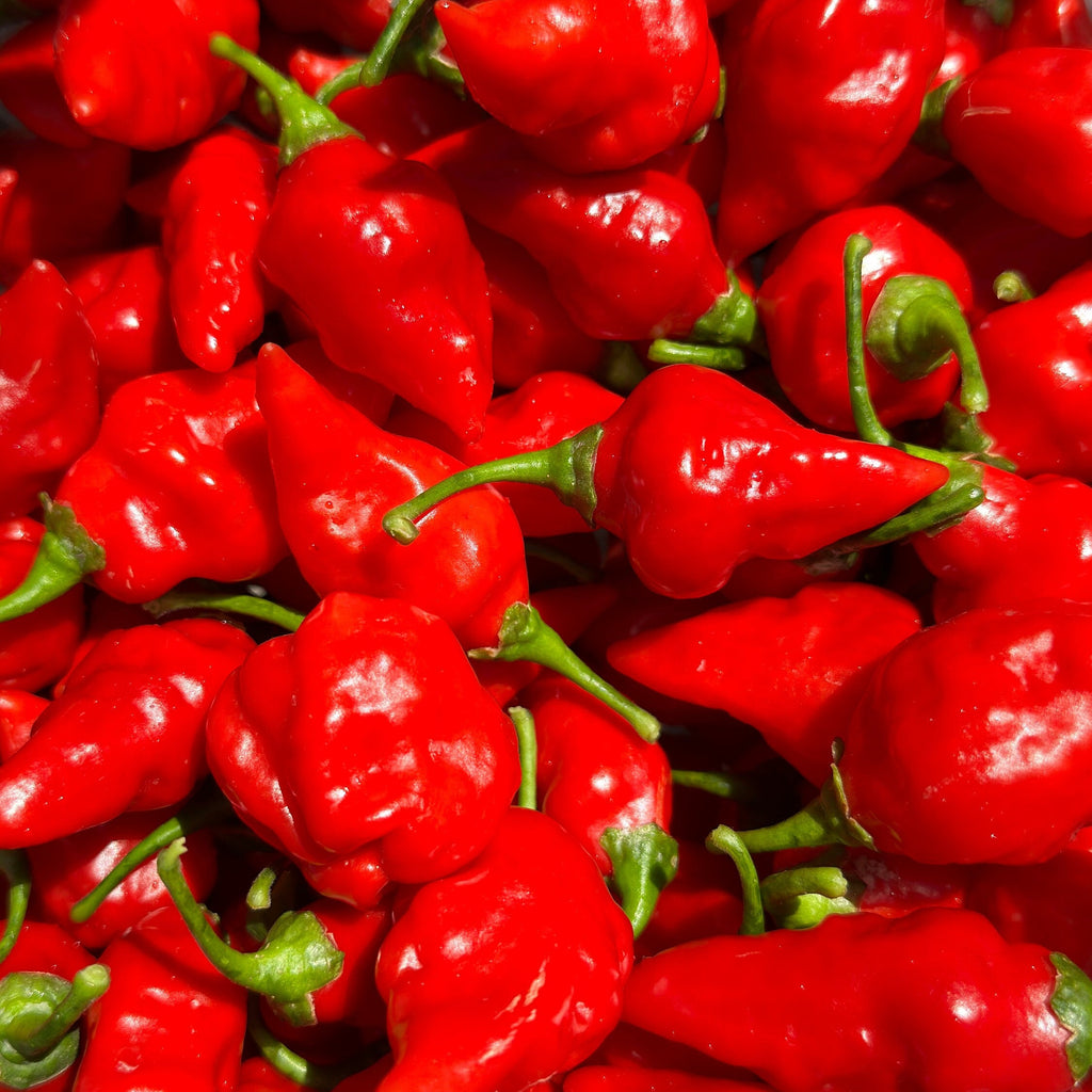 Mike's Pepper Seeds Close-up of red chili peppers with green stems.