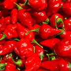 Mike's Pepper Seeds Close-up of red chili peppers with green stems.
