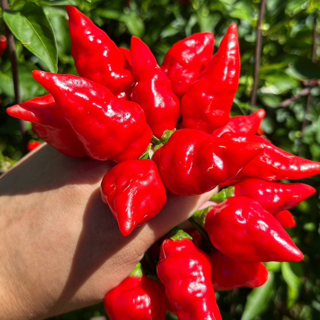 Mikes Peppers seeds Hand holding a bunch of bright red chili peppers with green leaves in the background