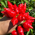 Mikes Peppers seeds Hand holding a bunch of bright red chili peppers with green leaves in the background