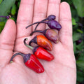 Mikes Peppers Seeds Hand holding a small cluster of red and purple peppers with a blurred green background
