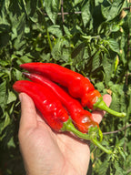 Hot Antares F2 Pepper Seeds - Hot & Spicy (20+ Seeds)