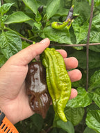 7 Pot Evergreen Long Cross F2 Pepper Seeds - 20+ Super-Hot Pepper Seeds