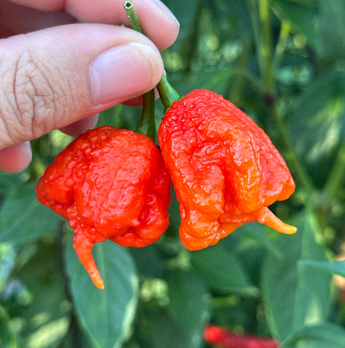 Reaper  Pepper Seeds - 20+ Super Hot Pepper Seeds