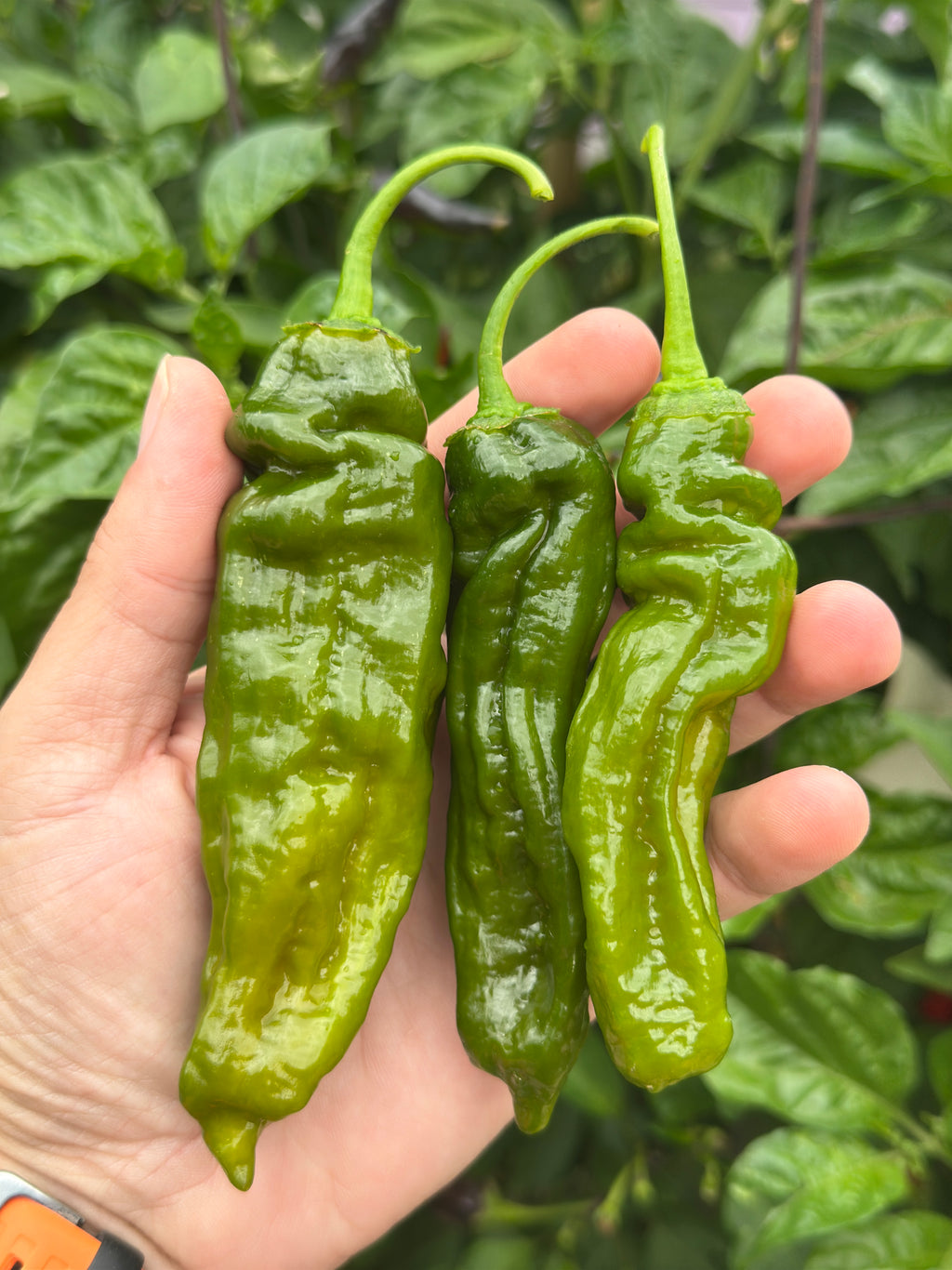 7 Pot Evergreen Long Cross F2 Pepper Seeds - 20+ Super-Hot Pepper Seeds