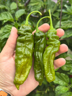 7 Pot Evergreen Long Cross F2 Pepper Seeds - 20+ Super-Hot Pepper Seeds