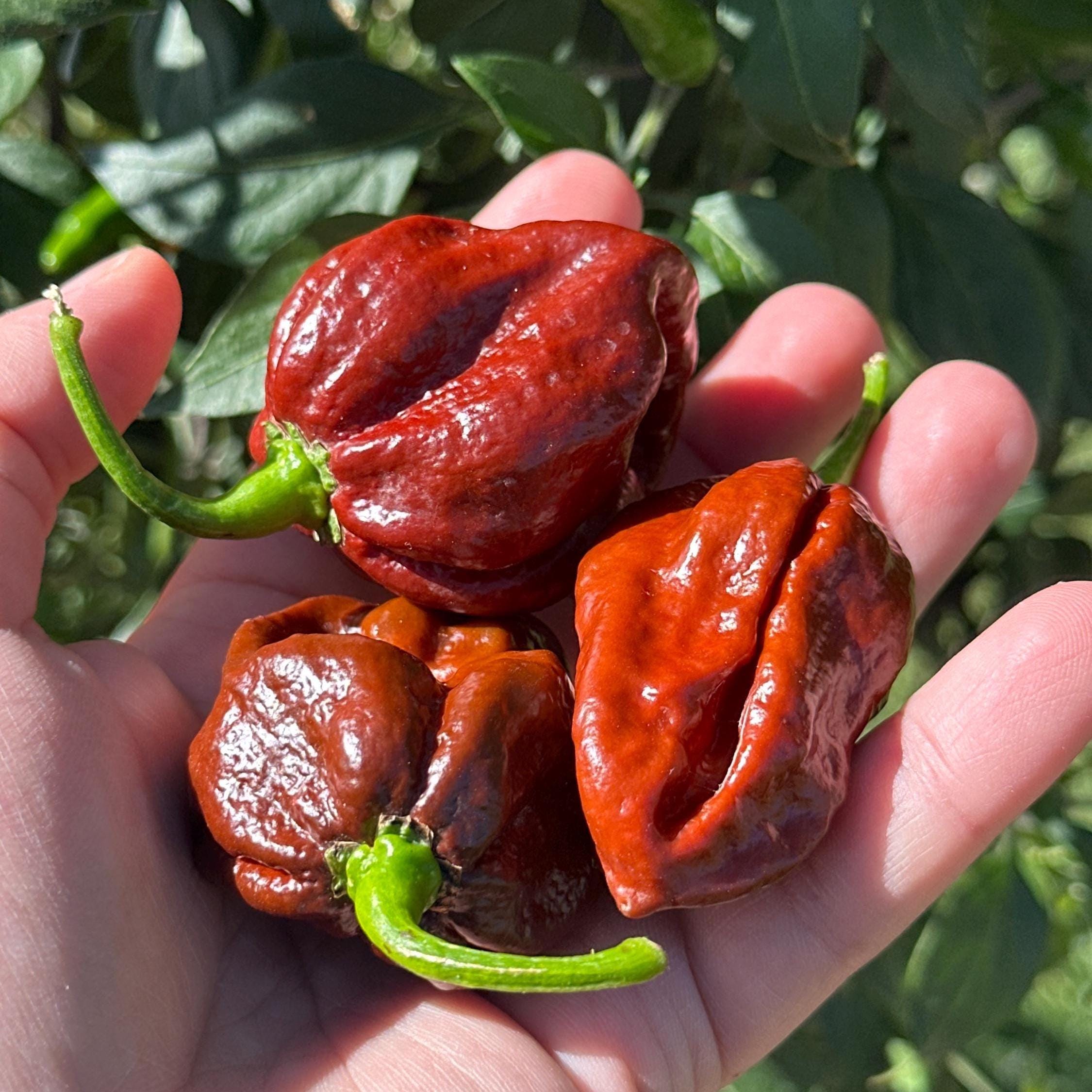 Mike’s Pepper Seeds Hand holding three brown 7 pot peppers with green stems against a green leafy background