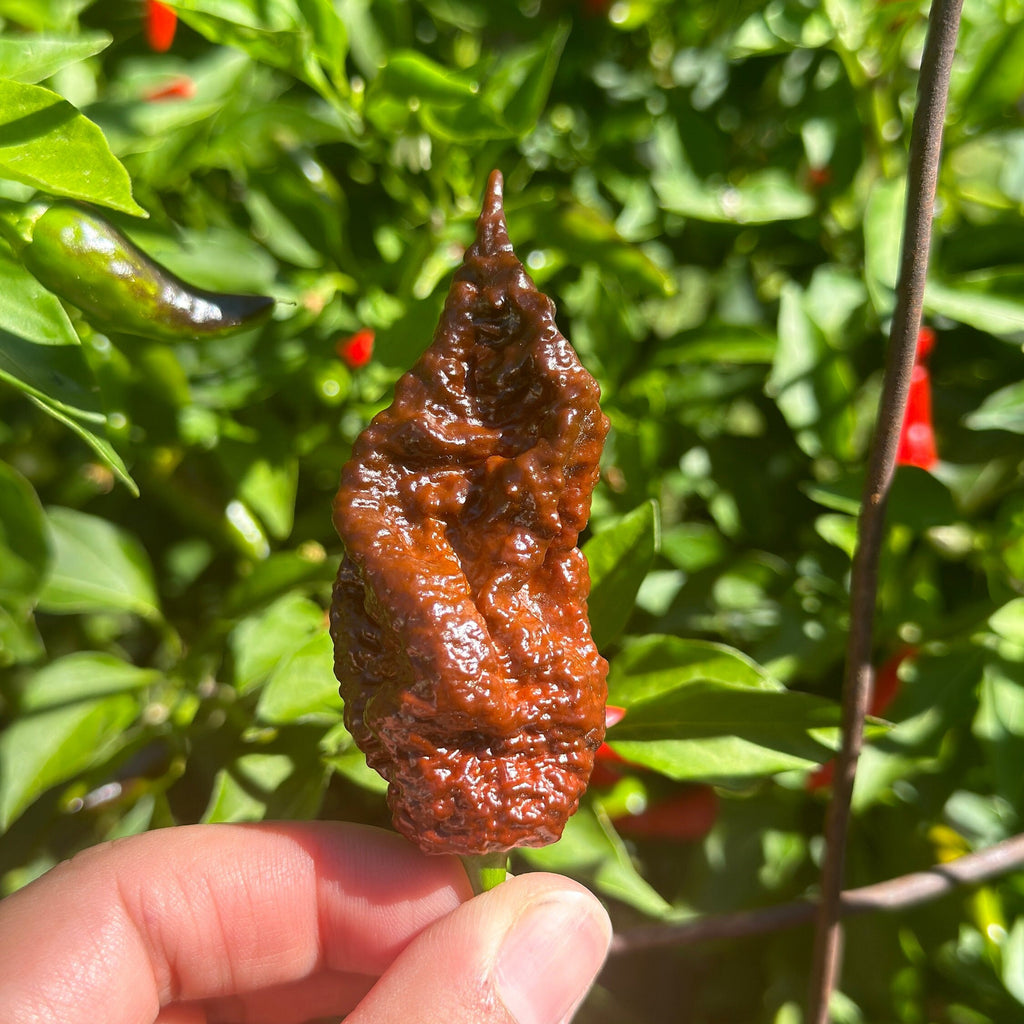Mikes pepper seeds Hand holding a large, dried pepper against a green leafy background