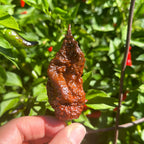 Mikes pepper seeds Hand holding a large, dried pepper against a green leafy background
