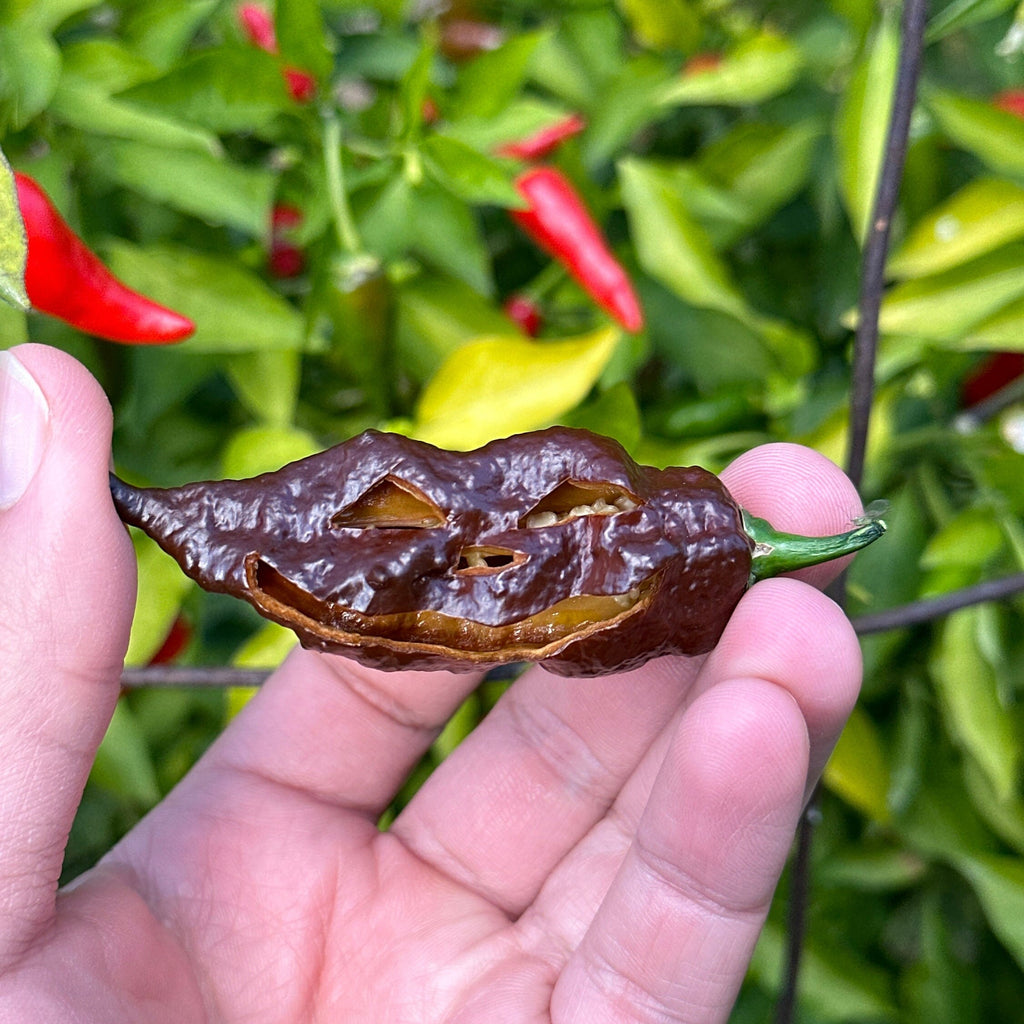 Mike's pepper seeds Hand holding a  chocolate pepper with green leaves and red peppers in the background
