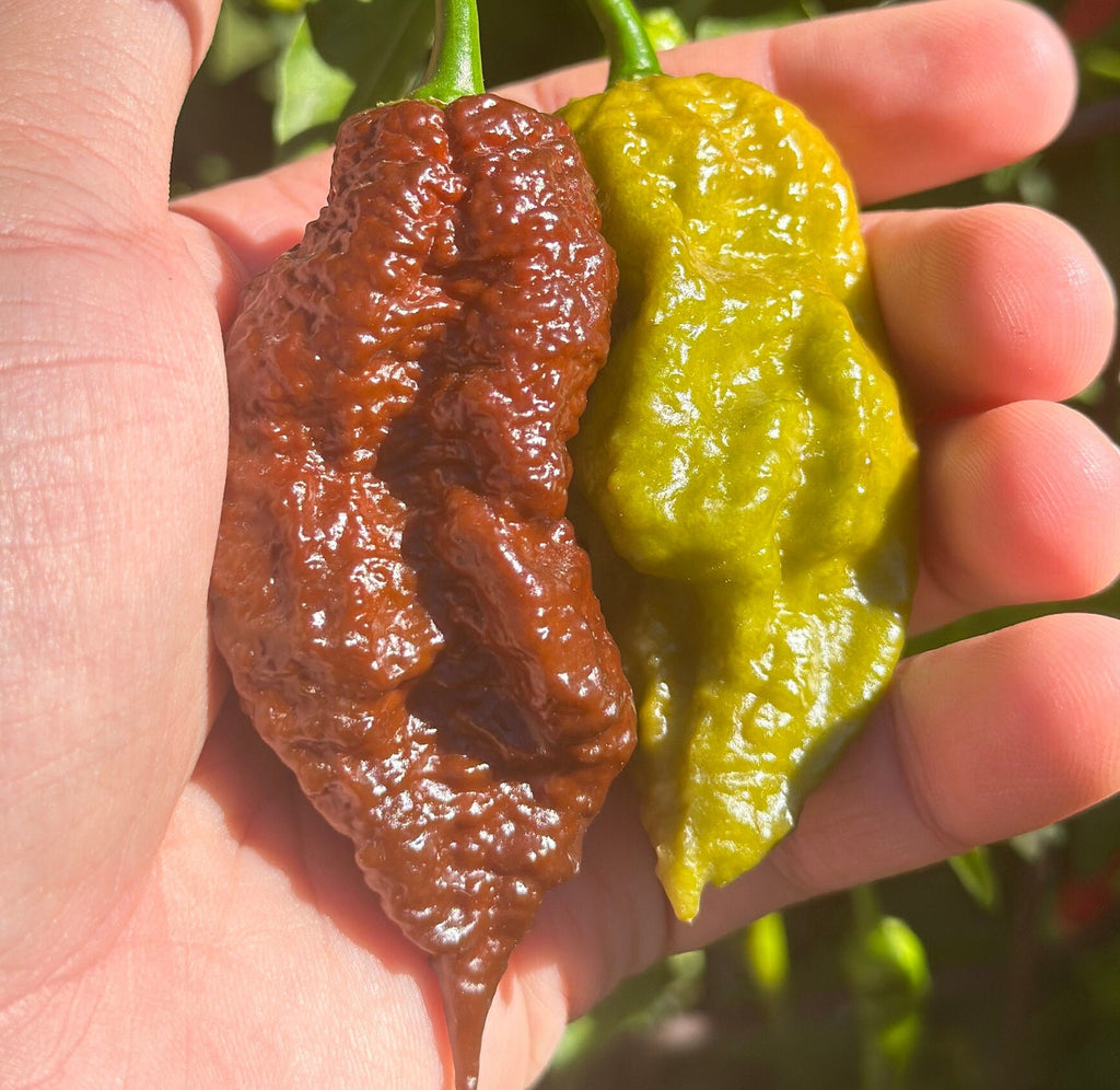 Mikes pepper seeds Two chili peppers, one brown and one green, held in a hand with a blurred natural background.