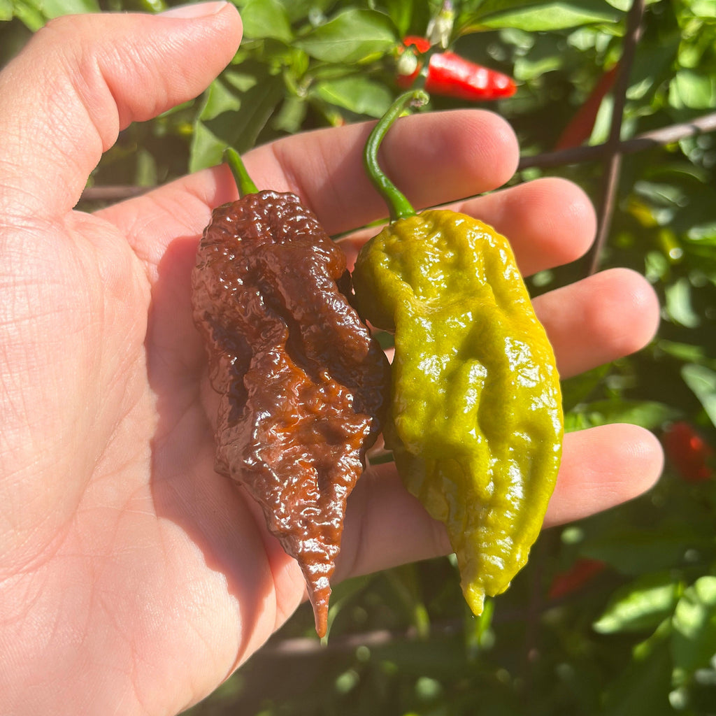 Mikes pepper seeds with a brown and green pepper in hand with a blurred plant background