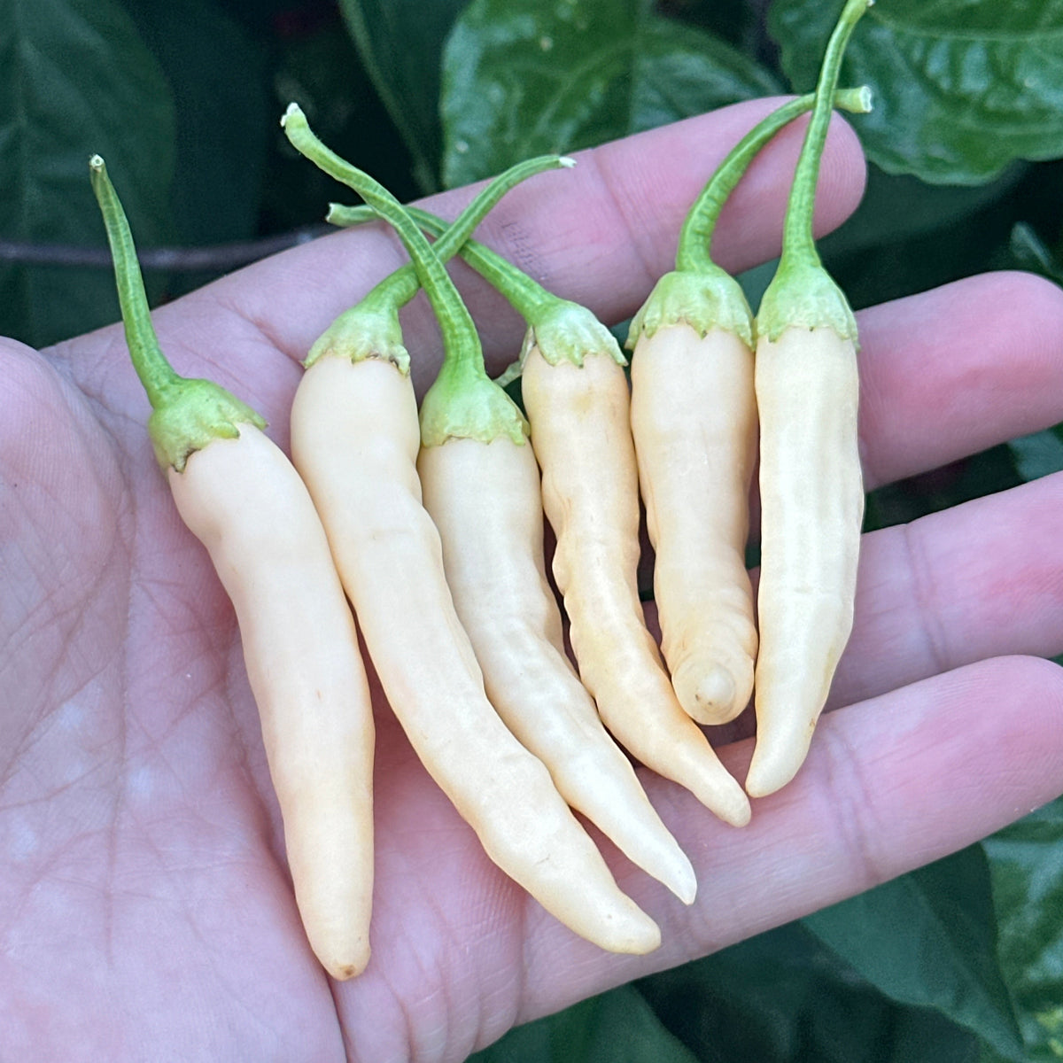 Six pale yellow chili peppers with green stems held in a person's hand, with green leaves in the background.
