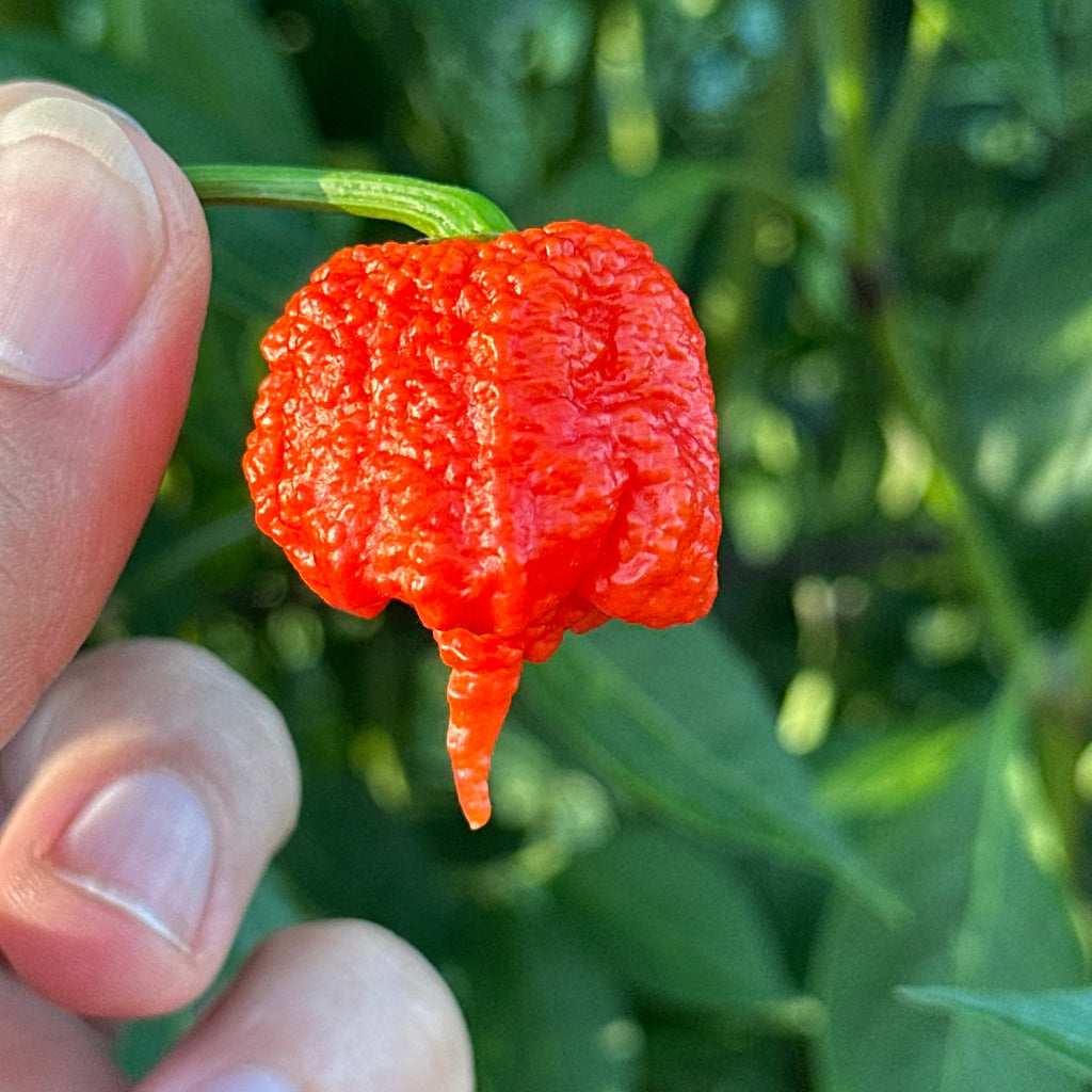 Reaper  Pepper Seeds - 20+ Super Hot Pepper Seeds