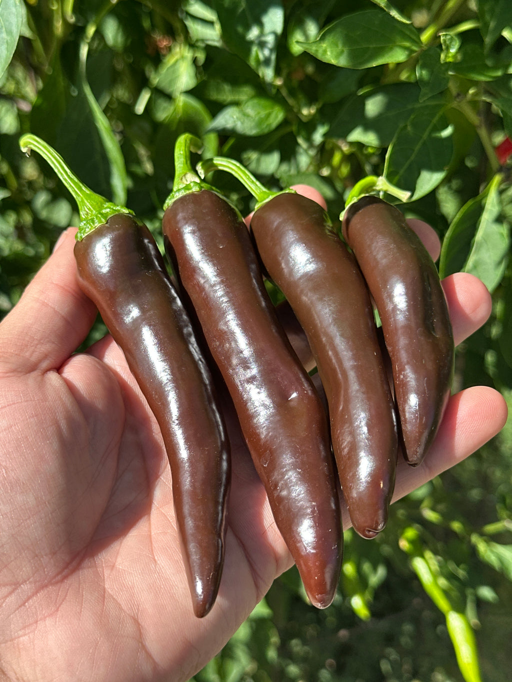 Chocolate Bananapeno  Pepper Seeds -   20+ Hot Pepper Seeds