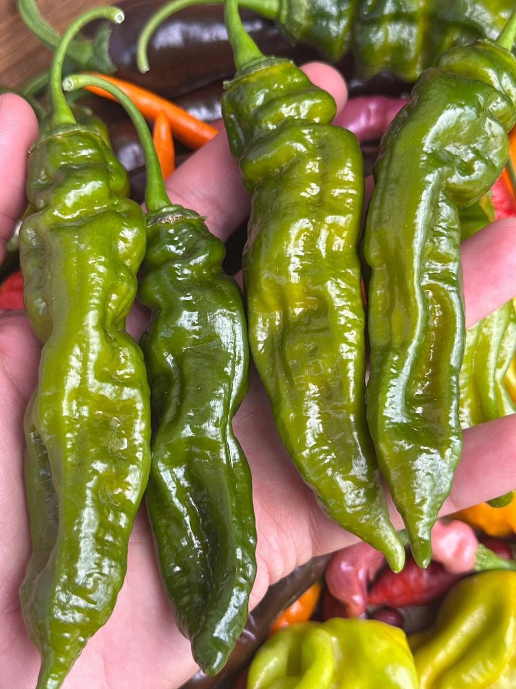 7 Pot Evergreen Long Cross F2 Pepper Seeds - 20+ Super-Hot Pepper Seeds