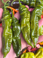 7 Pot Evergreen Long Cross F2 Pepper Seeds - 20+ Super-Hot Pepper Seeds