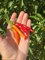 Tree Finger Orange F2 Pepper Seeds - 20+ Hot Pepper Seeds