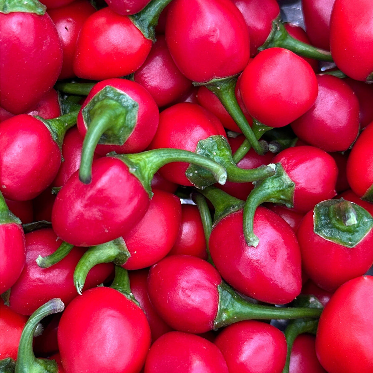 A close-up pile of bright red chili peppers with green stems and calyxes filling the frame.