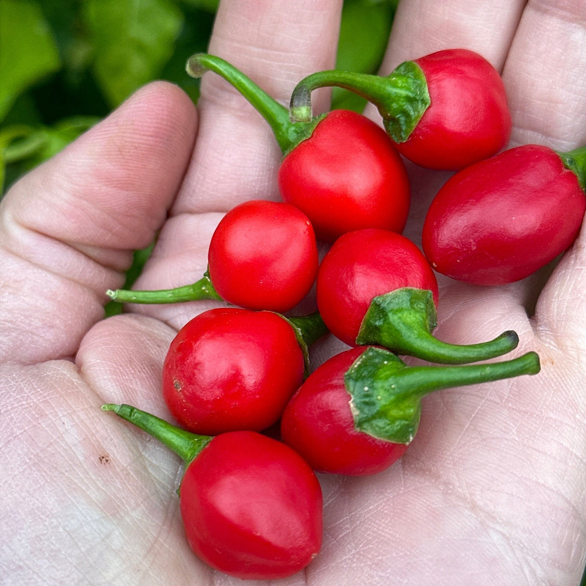 A close-up of several bright red chili peppers with green stems resting in a person's open hand.