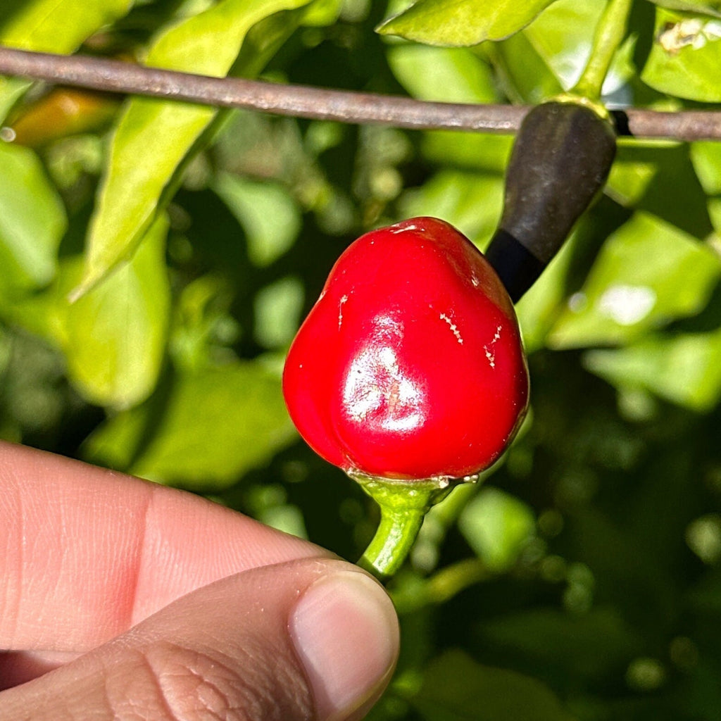 A close-up of a bright red chili pepper on a green stem, held by a person's fingers against a background of green leaves.