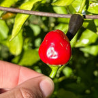 A close-up of a bright red chili pepper on a green stem, held by a person's fingers against a background of green leaves.
