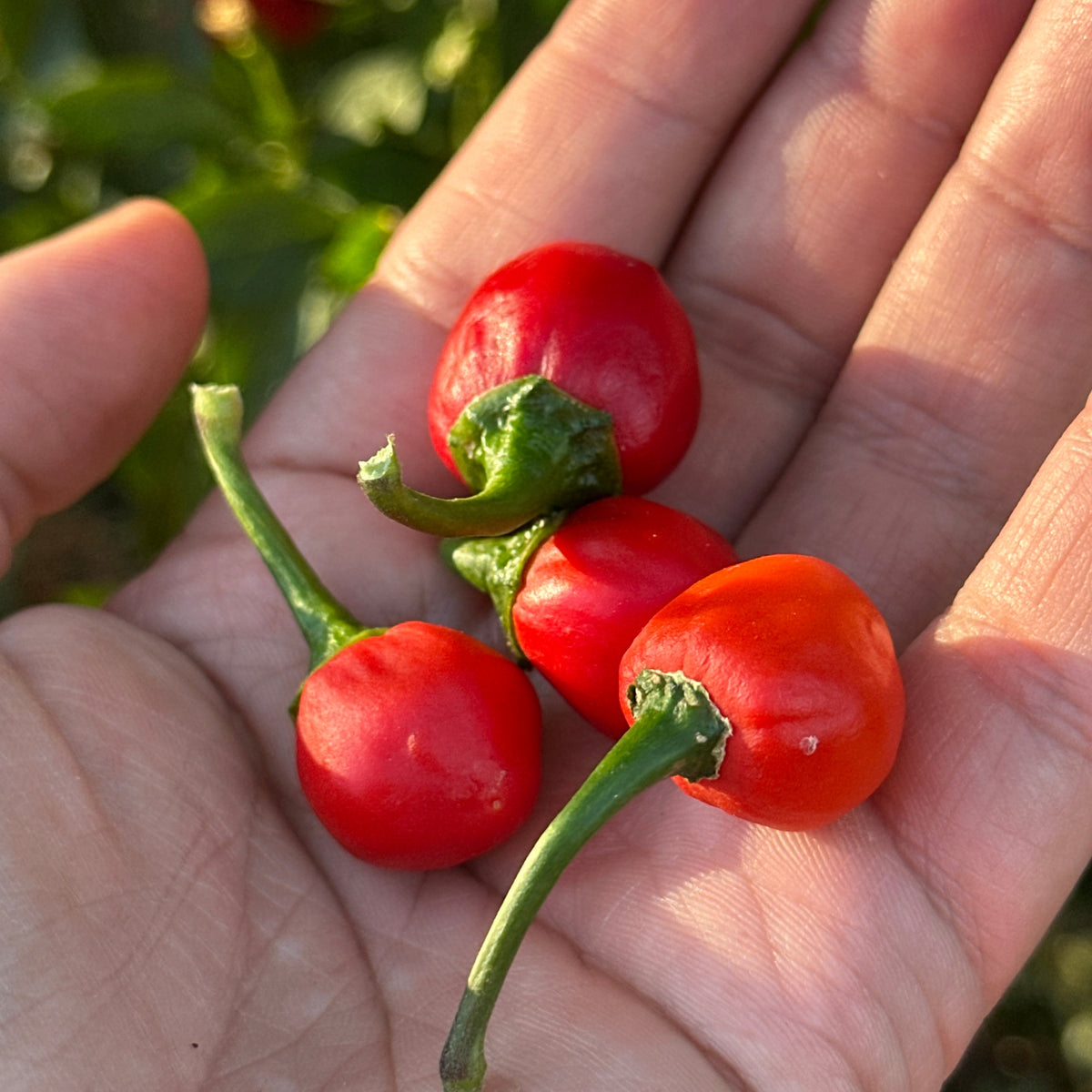 Four small, glossy red chili peppers with green stems resting in the palm of a hand, photographed outdoors with blurred green foliage in the background.
