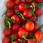 A close-up of small red ball  like peppers with green stems piled in a white paper tray.