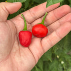 Two small red chili peppers with green stems resting in a person's open hand, with green leaves and stems in the background.