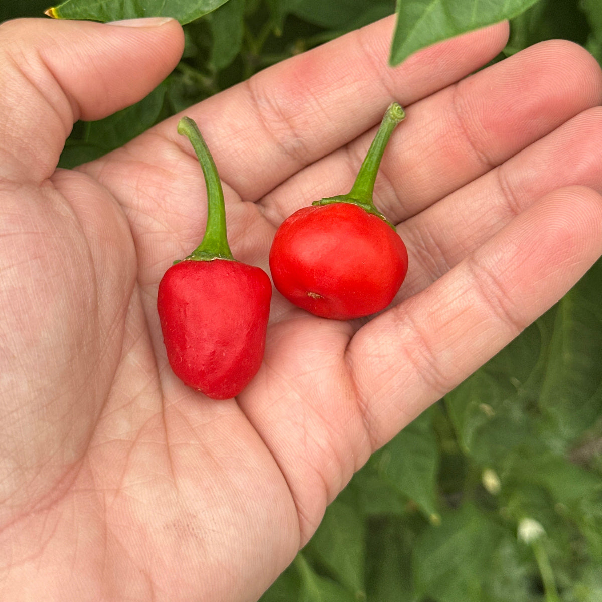 Two small red chili peppers with green stems resting in a person's open hand, with green leaves and stems in the background.