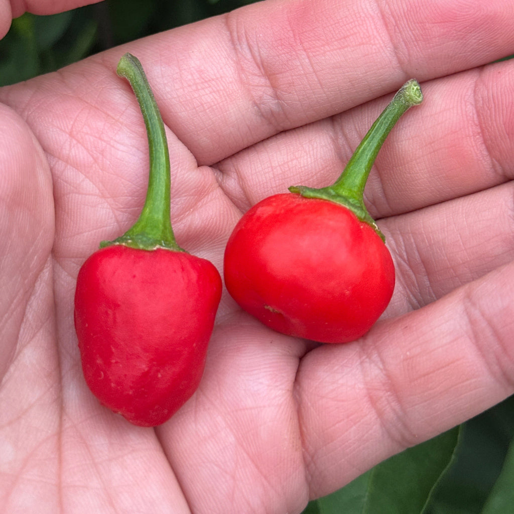 Two small red chili peppers with green stems held in a person's hand, with green leaves and branches visible in the background.