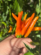 Tree Finger Orange F2 Pepper Seeds - 20+ Hot Pepper Seeds