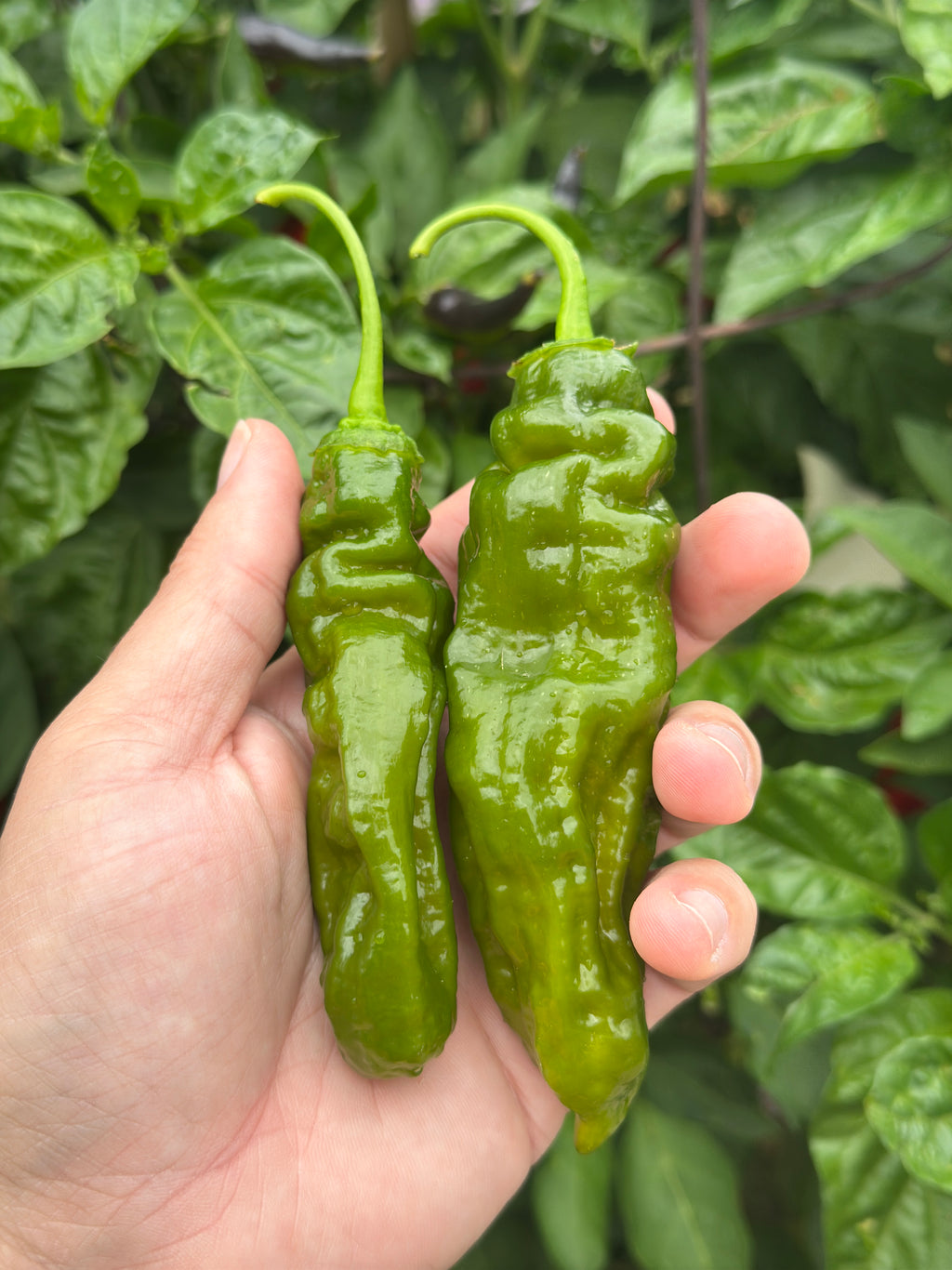7 Pot Evergreen Long Cross F2 Pepper Seeds - 20+ Super-Hot Pepper Seeds