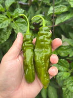 7 Pot Evergreen Long Cross F2 Pepper Seeds - 20+ Super-Hot Pepper Seeds