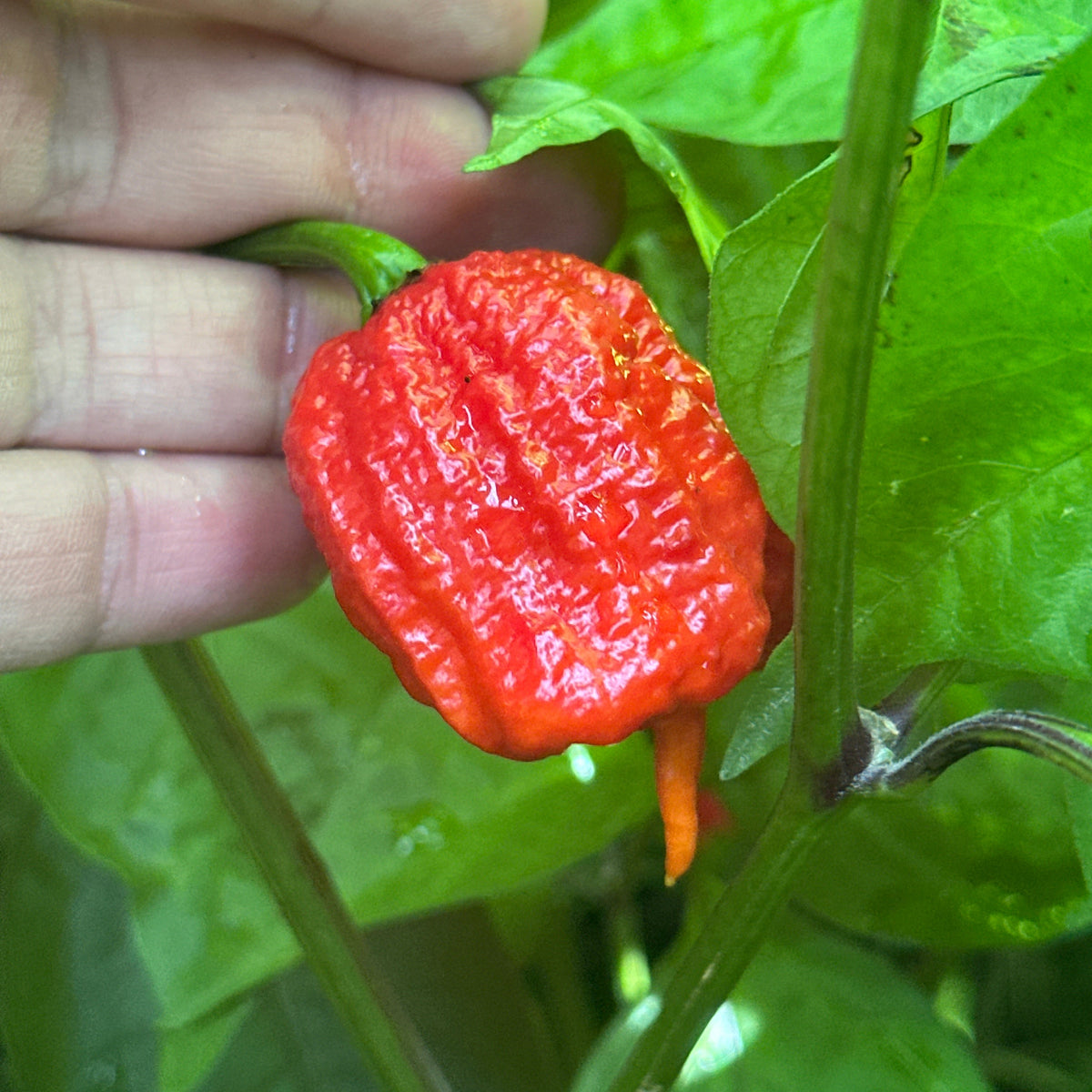 Reaper  Pepper Seeds - 20+ Super Hot Pepper Seeds