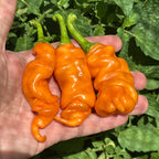 Orange Peter Pepper Seeds - 20+ Hot Pepper Seeds