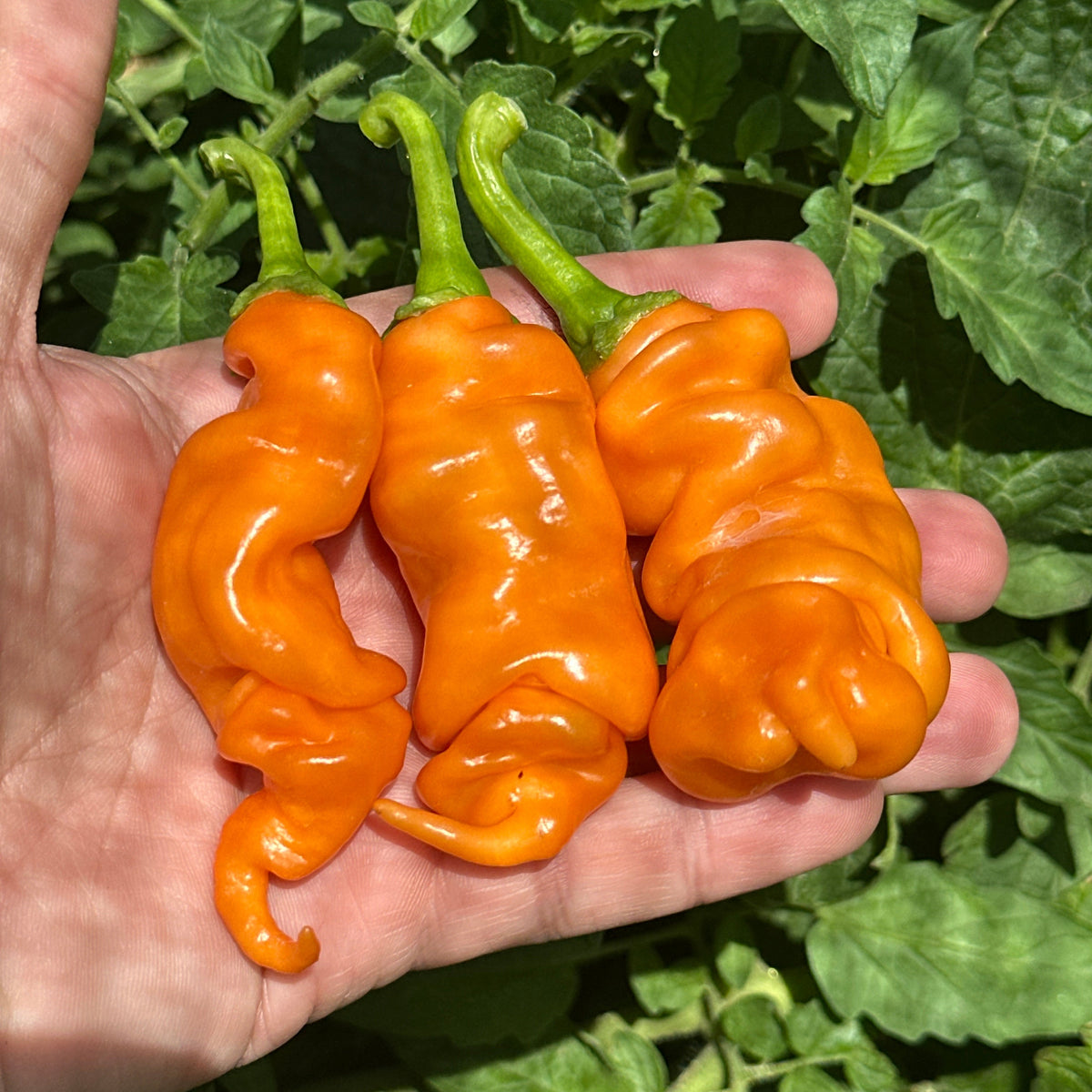 Orange Peter Pepper Seeds - 20+ Hot Pepper Seeds