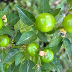 Aji Charapita XL Yellow Pepper Seeds  -  20+ Hot Pepper Seeds