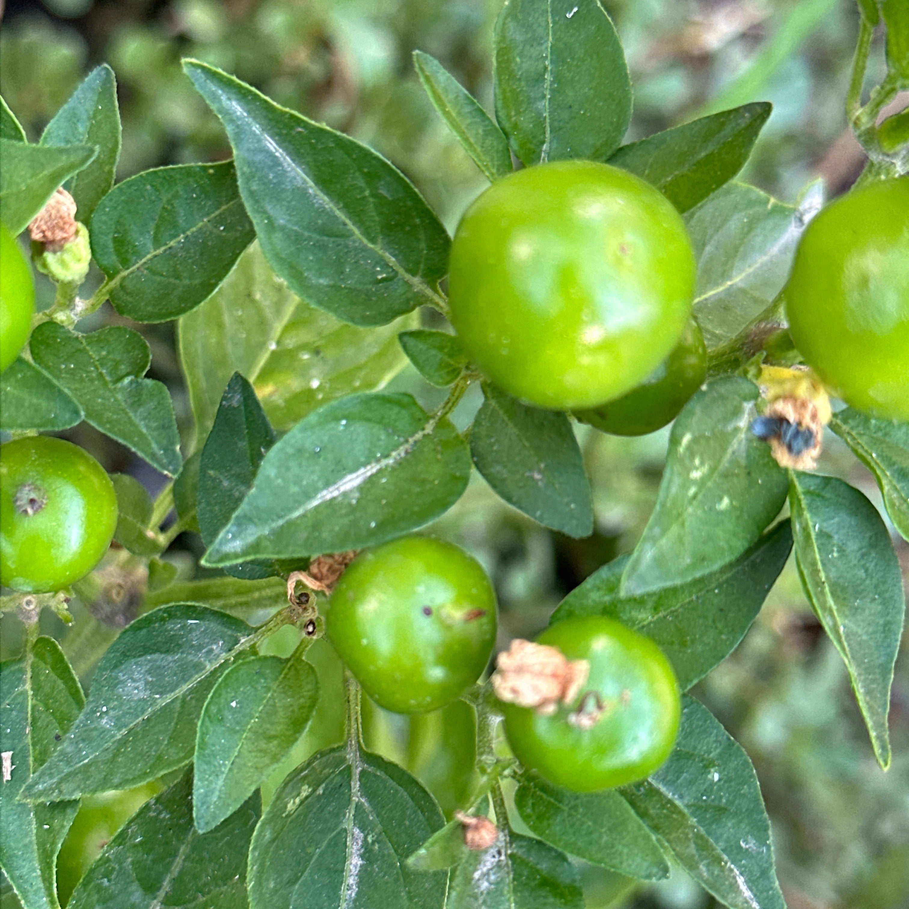 Aji Charapita XL Yellow Pepper Seeds  -  20+ Hot Pepper Seeds