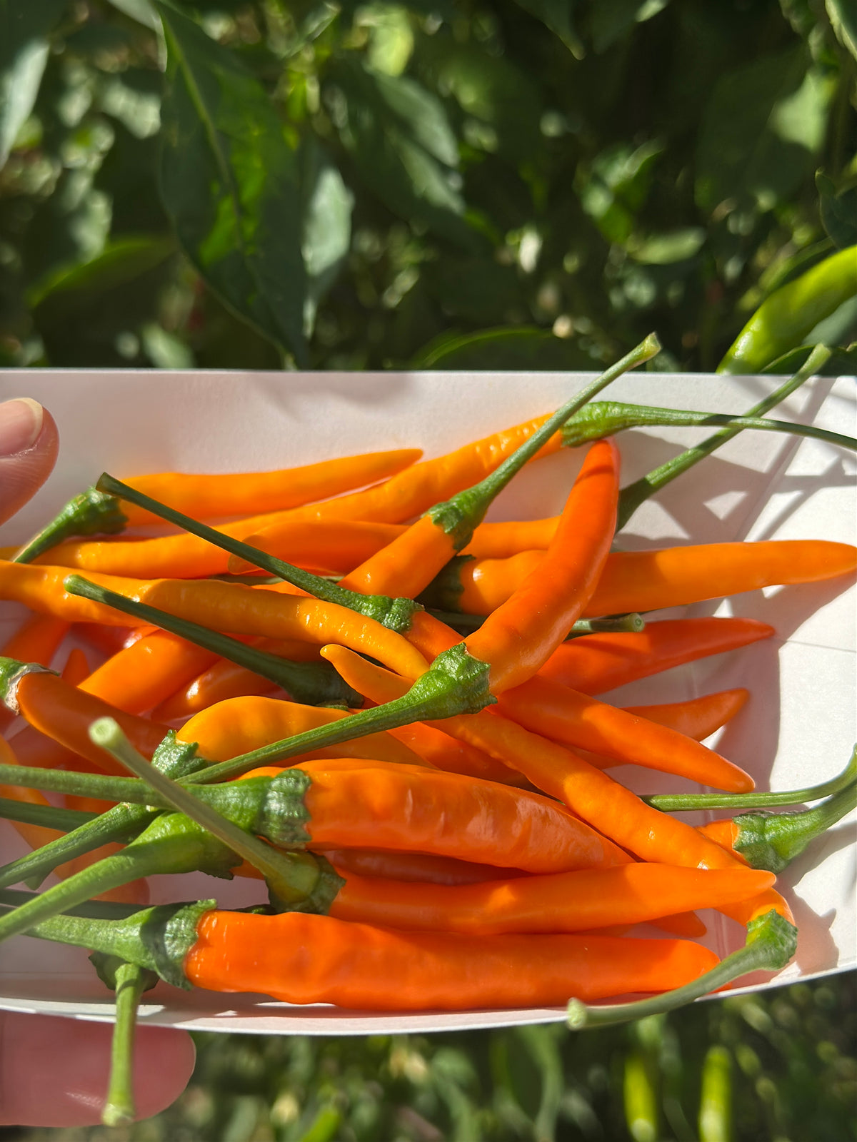 Tree Finger Orange F2 Pepper Seeds - 20+ Hot Pepper Seeds