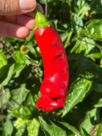 Hot Antares F2 Pepper Seeds - Hot & Spicy (20+ Seeds)
