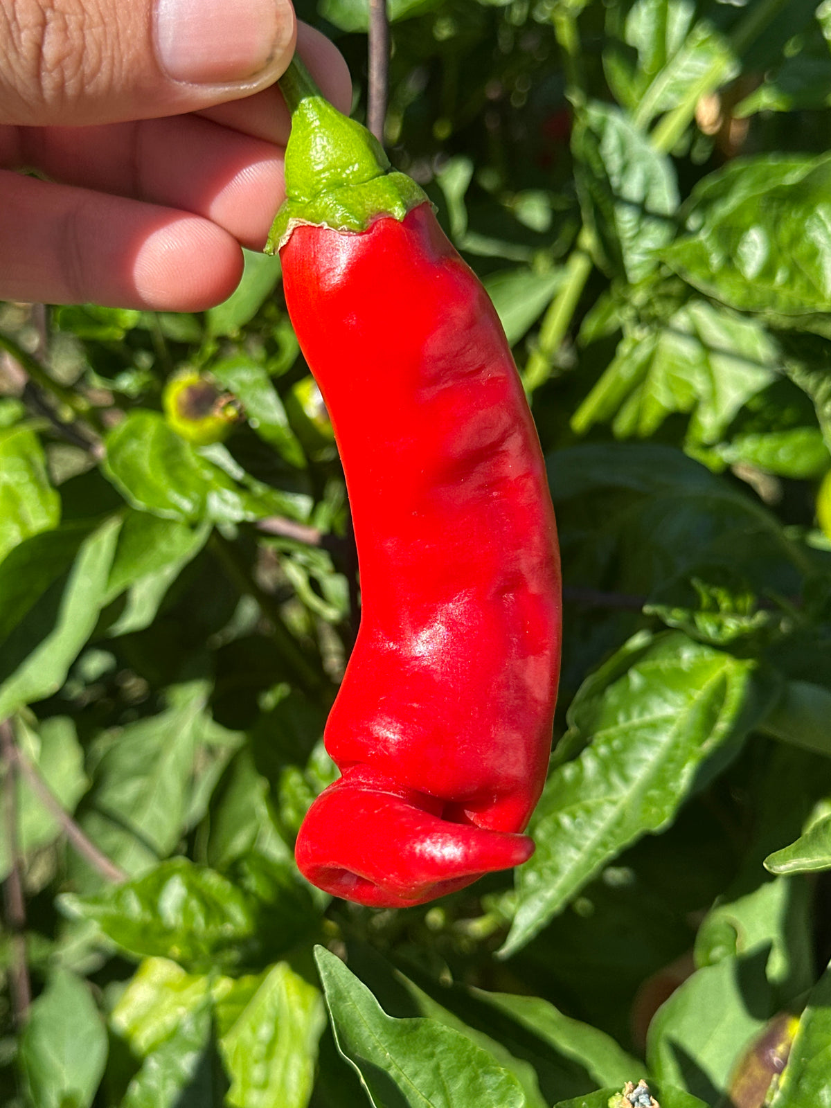 Hot Antares F2 Pepper Seeds - Hot & Spicy (20+ Seeds)