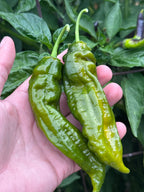 7 Pot Evergreen Long Cross F2 Pepper Seeds - 20+ Super-Hot Pepper Seeds