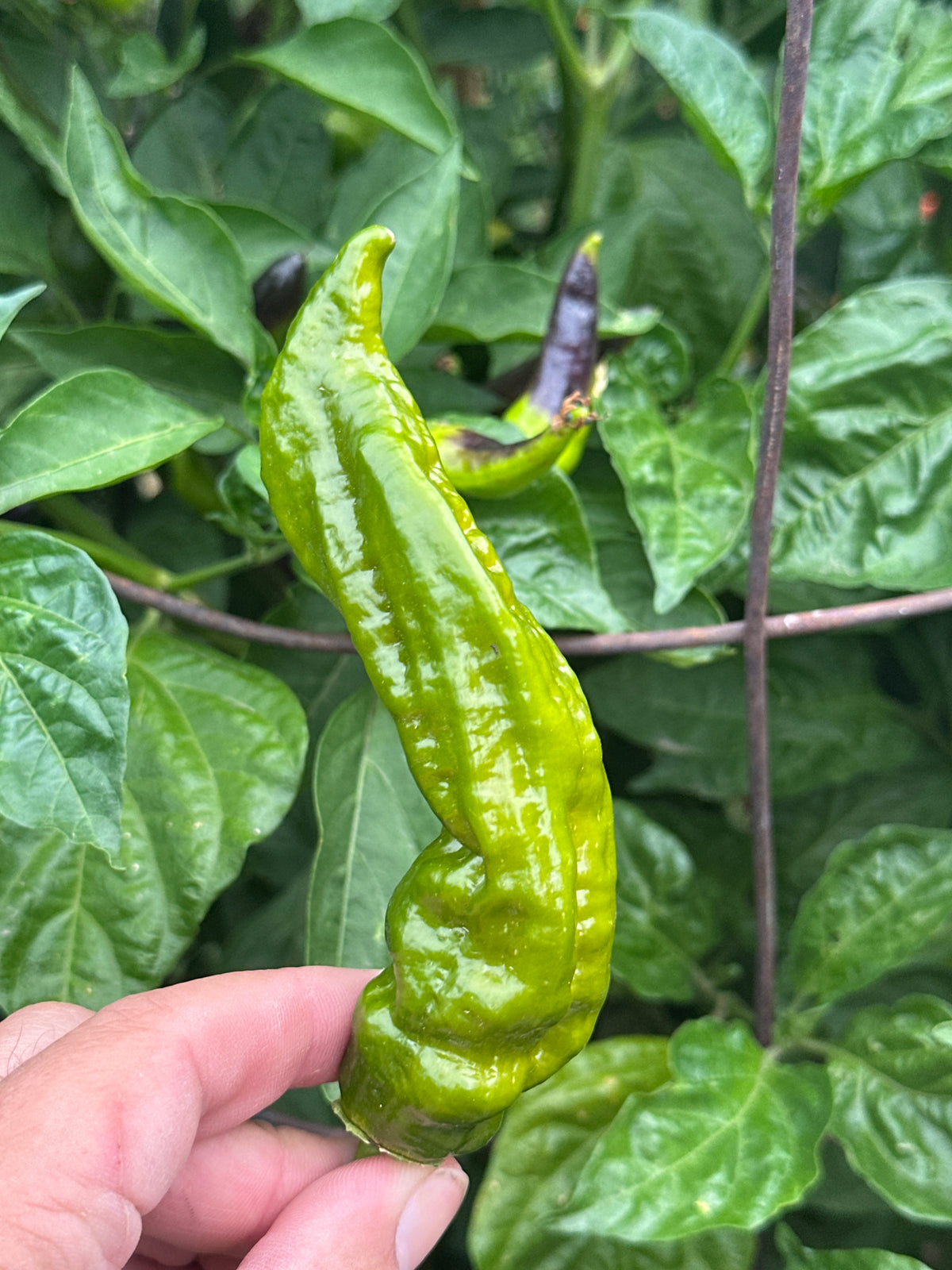 7 Pot Evergreen Long Cross F2 Pepper Seeds - 20+ Super-Hot Pepper Seeds