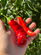 Hot Antares F2 Pepper Seeds - Hot & Spicy (20+ Seeds)