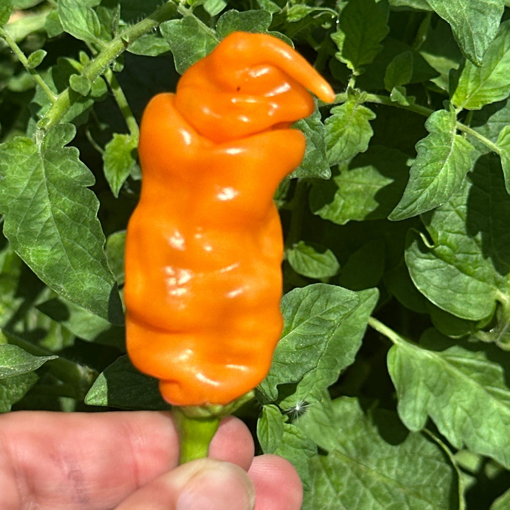 Orange Peter Pepper Seeds - 20+ Hot Pepper Seeds