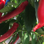 Mike's pepper seeds Red chili peppers growing on a plant with green leaves.