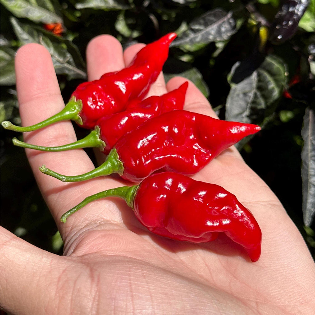 Mike’s Pepper Seeds   Red chili peppers on a hand with a blurred green plant background