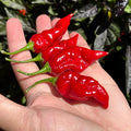Mike’s Pepper Seeds   Red chili peppers on a hand with a blurred green plant background