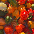 Mike’s Pepper Seeds Assorted colorful peppers including red, orange, and green on a textured surface.